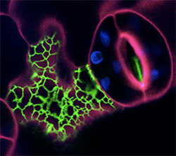 Biologie cellulaire