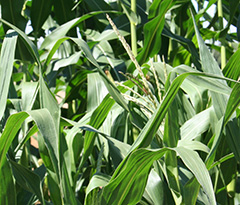 Santé des plantes