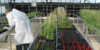 Serre de Institut Jean-Pierre Bourgin - Inra Versailles